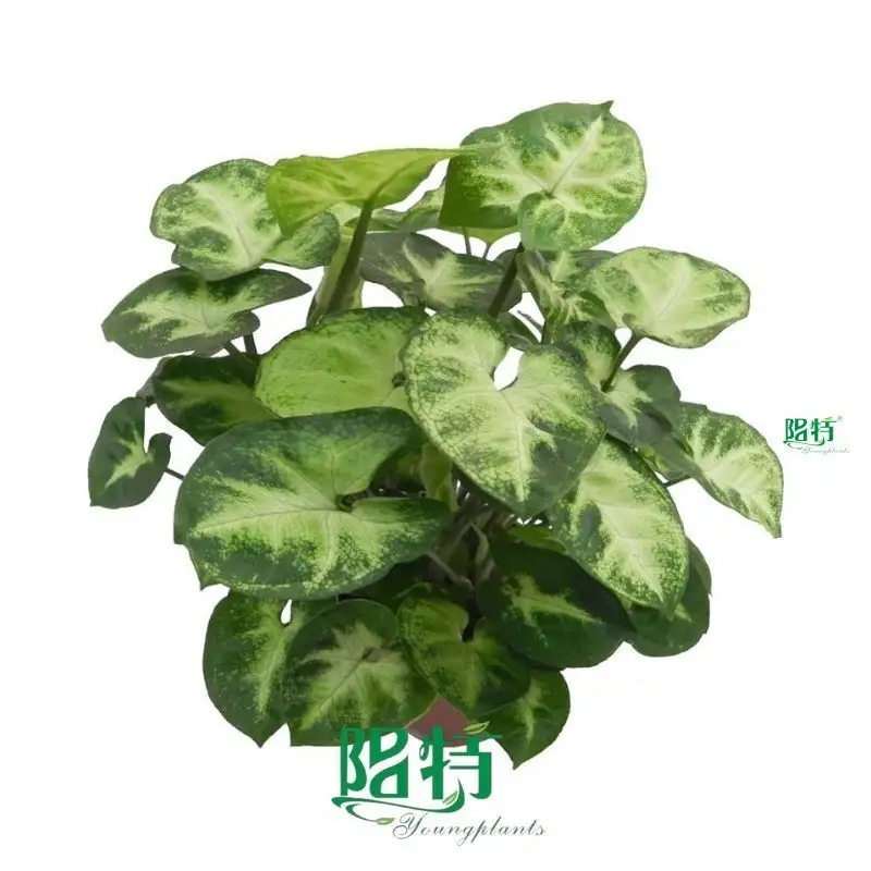 Syngonium Pixie: Advanced Technology Natural Plants for Flower & Gardening 1