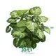 Syngonium Pixie: Advanced Technology Natural Plants for Flower & Gardening 1