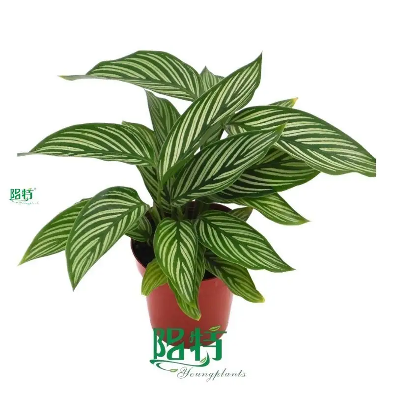 Calathea Leuconeura: High-Quality Tissue Culture and Plug Plants 1
