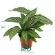 Calathea Leuconeura: High-Quality Tissue Culture and Plug Plants 1