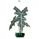 Alocasia Nobilis: Tropical Beauty with Dark Green Foliage 1