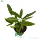 Ctenanthe Plant: Elegant Leaf with Green Spores 1