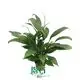 Spathiphyllum Mojo Young Plants: Superior Quality for All Industries 1