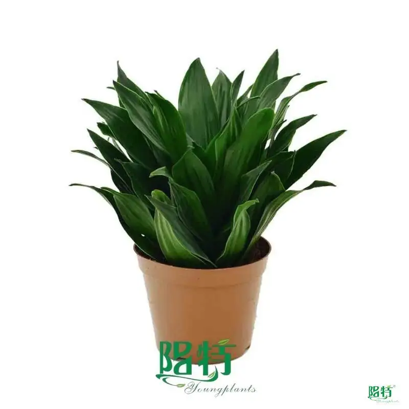 Dracaena Cutting Pot Bonsai - Upgraded Technology, Wide Applications 1