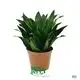 Dracaena Cutting Pot Bonsai - Upgraded Technology, Wide Applications 1