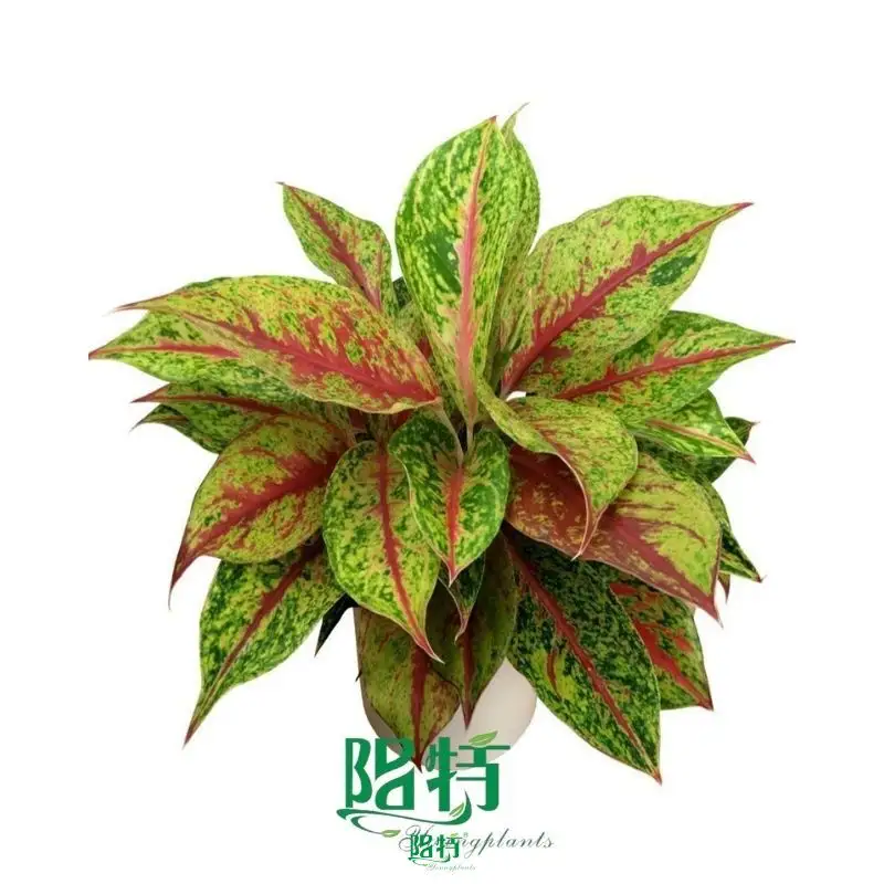 Colorful Aglaonema Plants - Hybrided for Vibrant Foliage 1