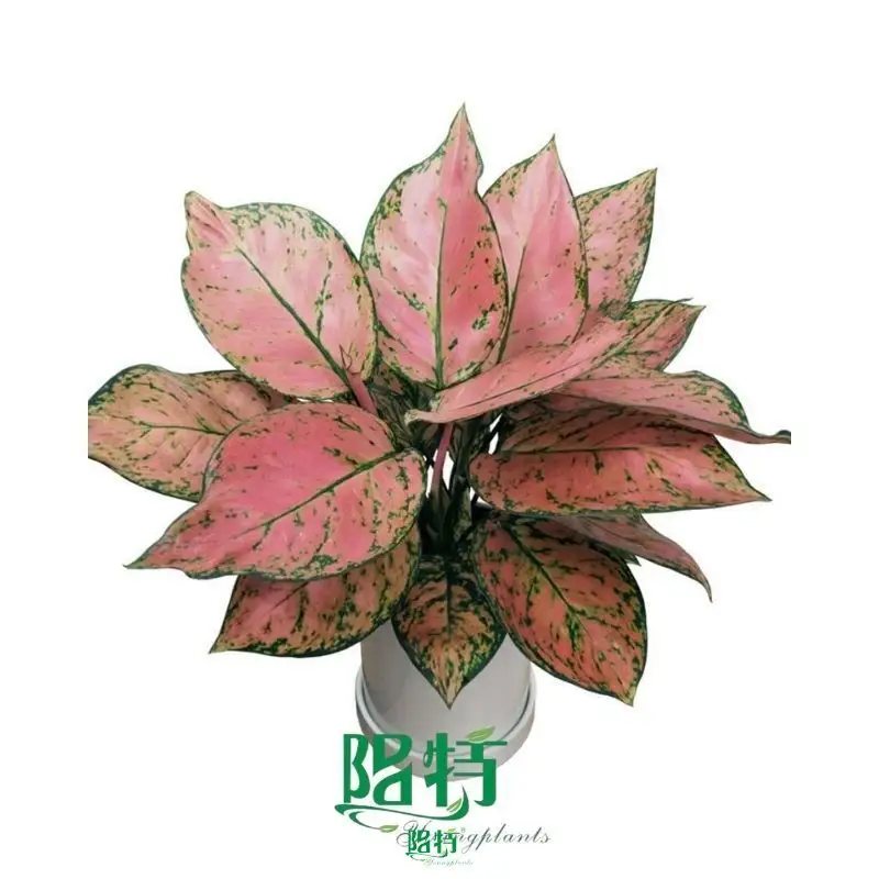 Aglaonema Lady Valentine - Colorful Hybrid Aglaonema Plants 1