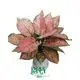 Aglaonema Lady Valentine - Colorful Hybrid Aglaonema Plants 1