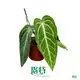 Healthy Anthurium Villenaorum Tissue Culture Plants for Your Greenhouse 1