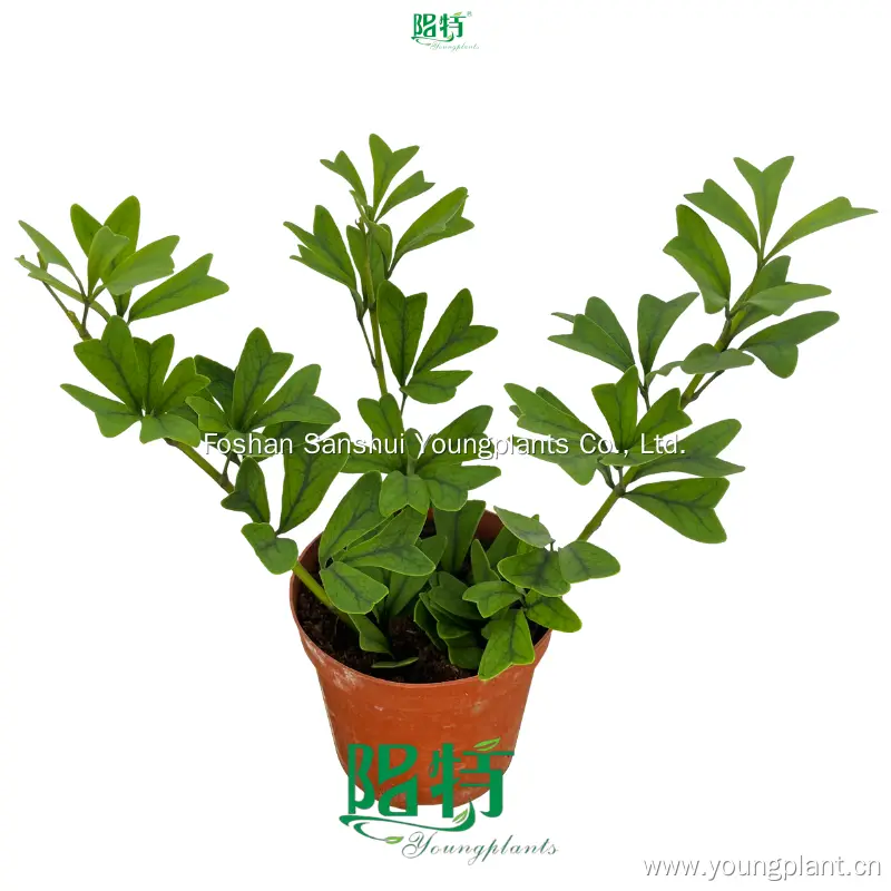 Unique Heart-Shaped Schefflera Emarginata - Easy to Grow & Care For 1