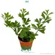 Unique Heart-Shaped Schefflera Emarginata - Easy to Grow & Care For 1