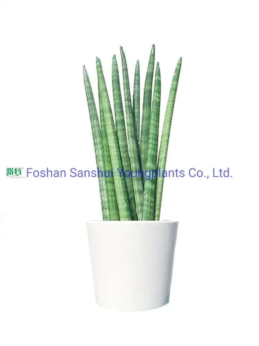 Enhanced Sansevieria Stuckyi Bonsai: Stylish Indoor/Outdoor Live Plant 1