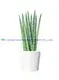 Enhanced Sansevieria Stuckyi Bonsai: Stylish Indoor/Outdoor Live Plant 1