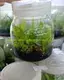 Nepenthes Miranda Fly Trapper Tray - Customizable Tissue Culture Plant 1