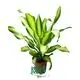 Wholesale Dracaena Gold Cord Plants - Premium Quality for Gardening 1