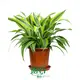 Wholesale Dracaena Gold Cord Plants - Tissue Culture with Care Support 1
