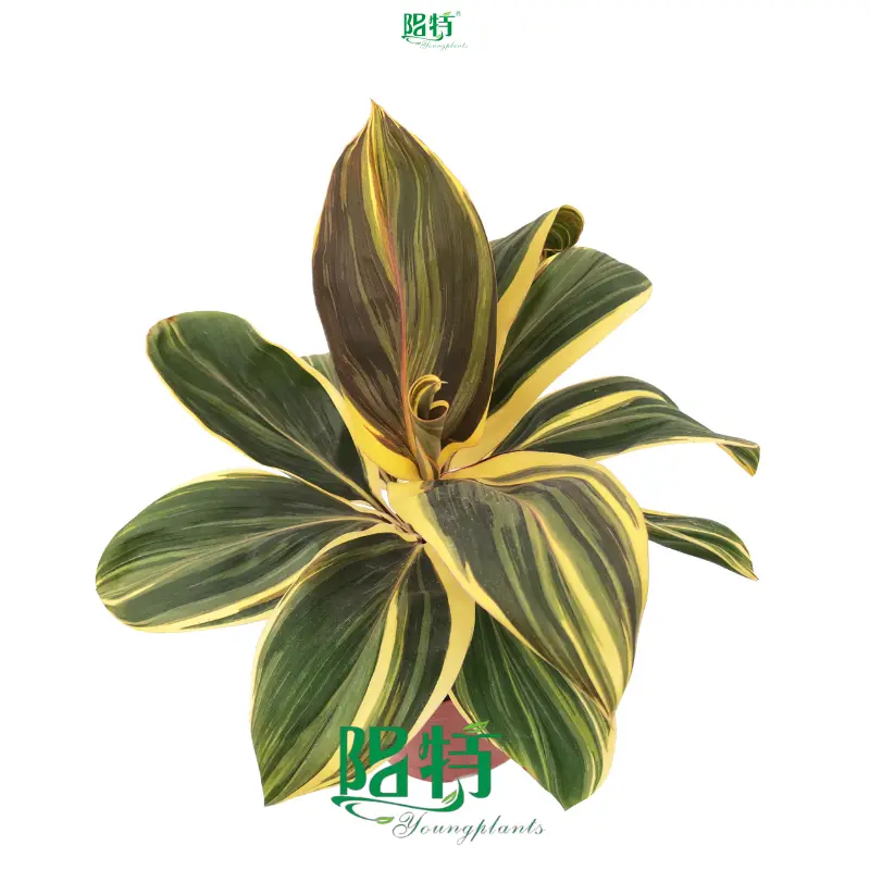 Monstera 'Chocolate Queen' - Colorful Leaves, Easy Care 1