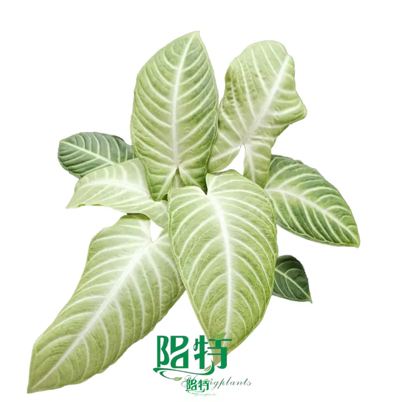 Xanthosoma lindenii 'Mint' - Tropical Ornamental Plant for Indoor Pots 1