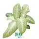 Xanthosoma lindenii 'Mint' - Tropical Ornamental Plant for Indoor Pots 1
