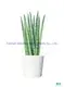 Upgraded Sansevieria Stuckyi Bonsai - Fashionable Design - Indoor/Outdoor 1