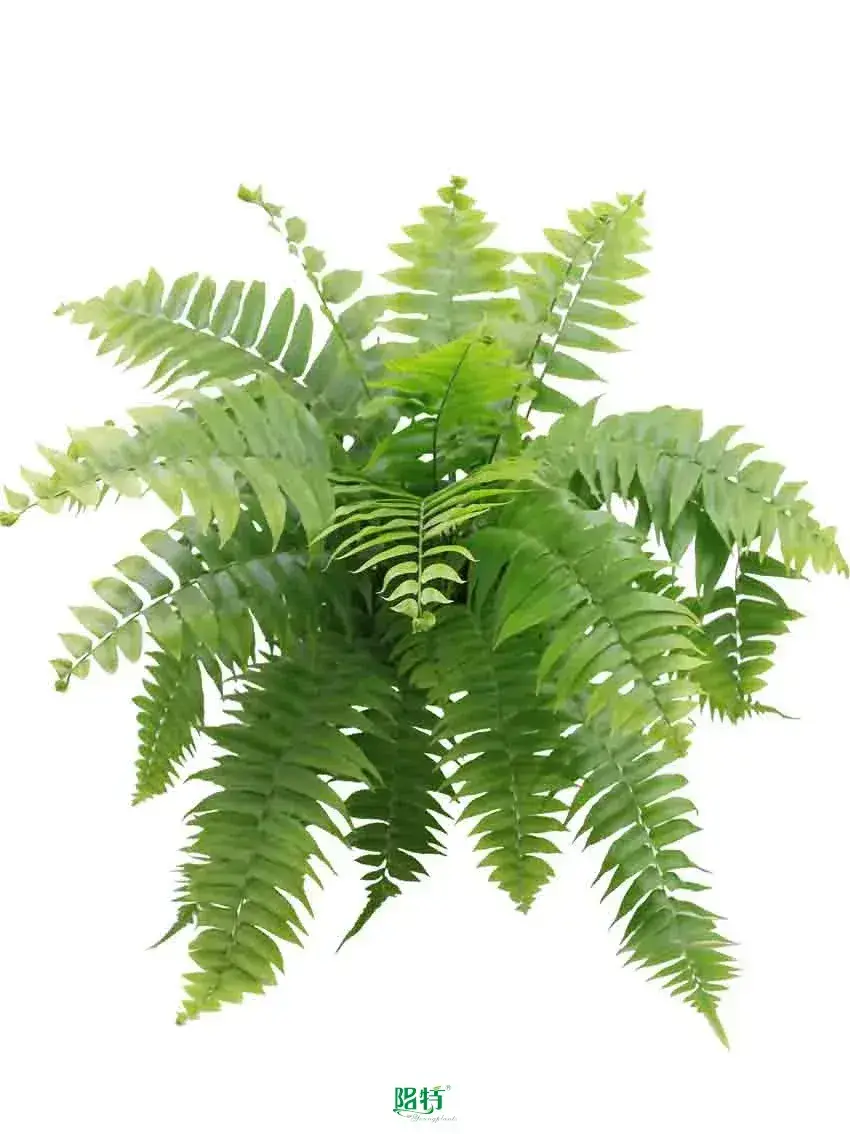 Nephrolepis Macho Tissue Culture Tray - High-Efficiency & Stable Indoor Plant 1