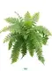 Nephrolepis Macho Tissue Culture Tray - High-Efficiency & Stable Indoor Plant 1