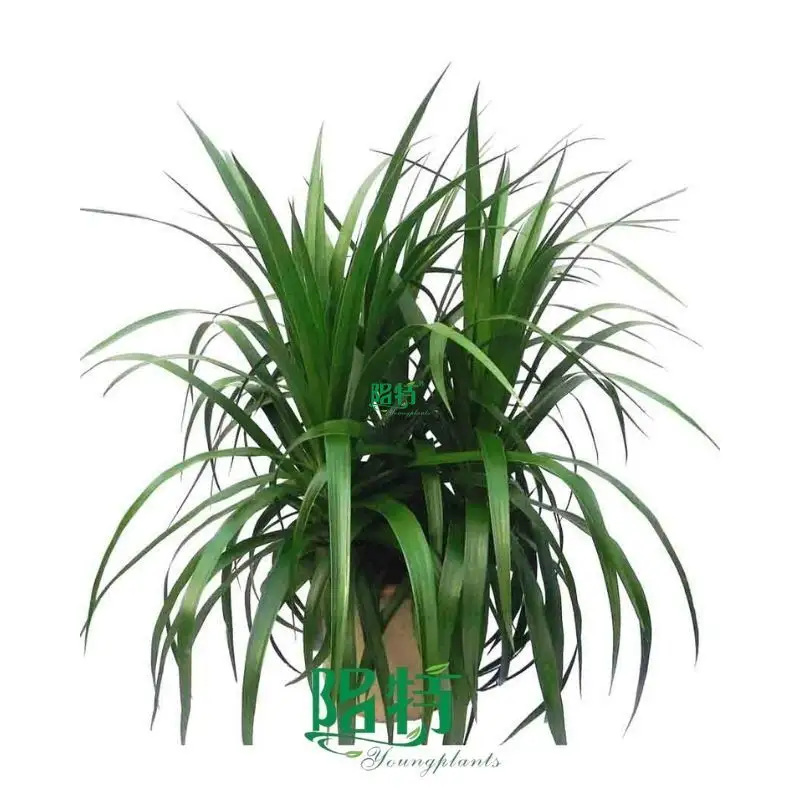 Dracaena Gold Cord Tray Plants - Wholesale Import From China 1
