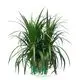 Dracaena Gold Cord Tray Plants - Wholesale Import From China 1
