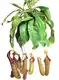 Nepenthes Miranda Fly Trapper Tray - Indoor Plant 1