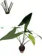 Alocasia Tigrina/Zebrina Special Pattern Stem Young Plants - High-End Technology, Wide Application 1