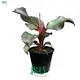 Red Abyssinian Banana - Fast Growing Musa Banana Plant 1
