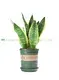 Enhanced Sansevieria Compacta Bonsai: Efficient Manufacturing, High Quality 1