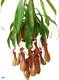 High-Tech Nepenthes Alata Insects Trapper Tray Plant 1
