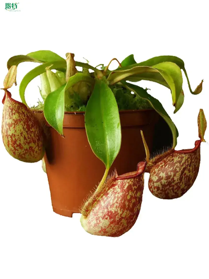 Improved Nepenthes Hookeriana Insectivorous Plant 1