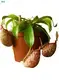 Improved Nepenthes Hookeriana Insectivorous Plant 1