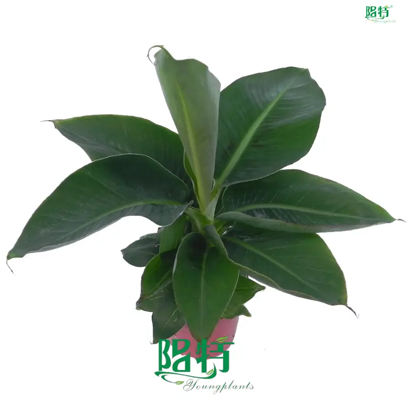 Musa Tropicana Banana Plant Technology 1