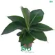 Musa Tropicana Banana Plant Technology 1