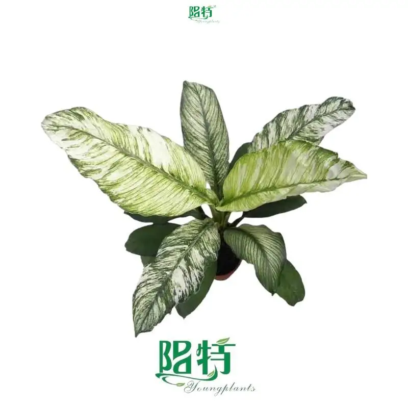 Spathiphyllum Plant - Elegant Indoor Peace Lily 1