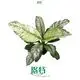 Spathiphyllum Plant - Elegant Indoor Peace Lily 1