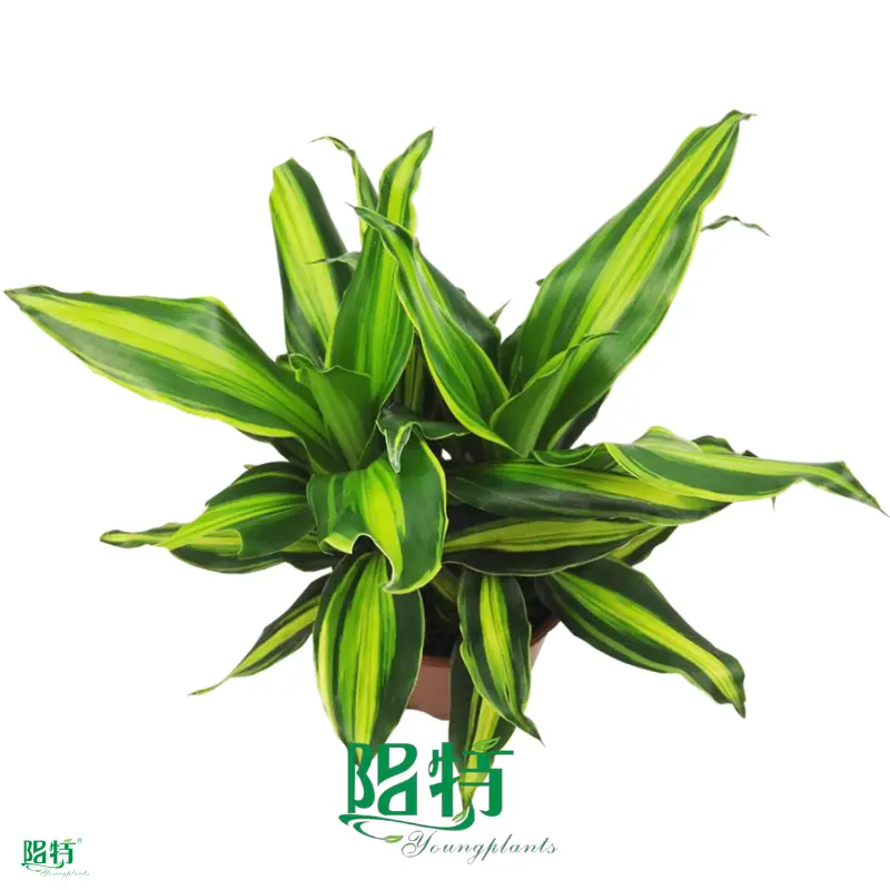 Compacta Gold Dracaena: Bright Light, High Humidity 1
