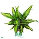 Compacta Gold Dracaena: Bright Light, High Humidity 1