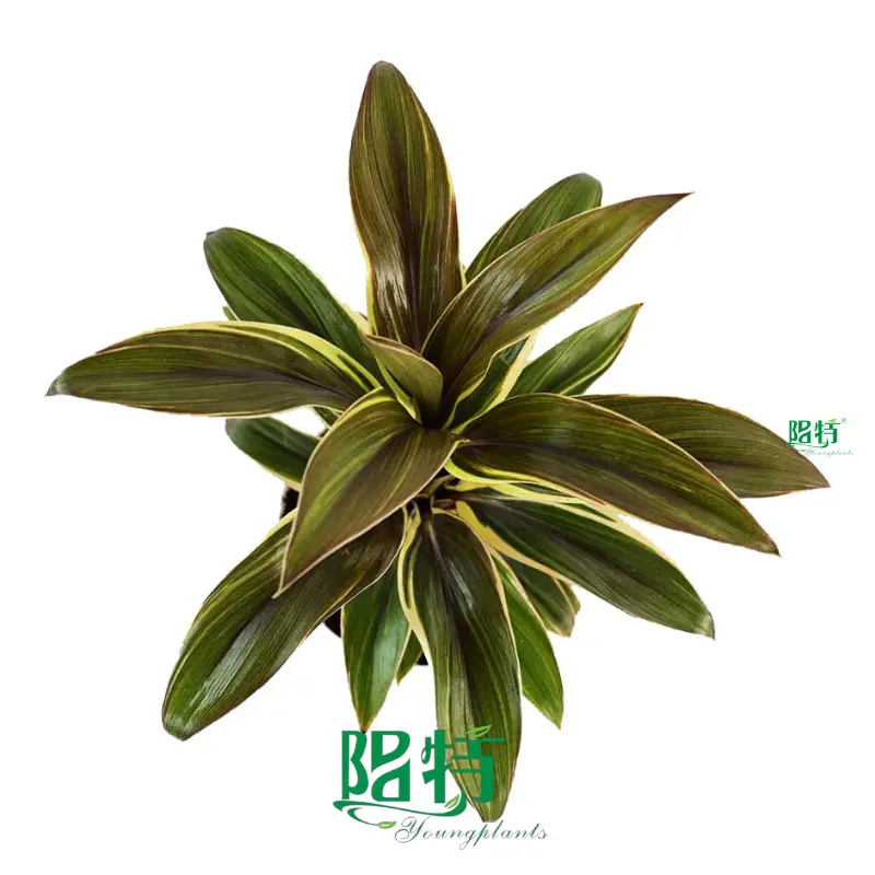 Cordyline Green Compacta Tray Plugs - High-Tech Manufacturing for Flower & Gardening Plants 1