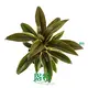 Cordyline Green Compacta Tray Plugs - High-Tech Manufacturing for Flower & Gardening Plants 1