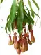 Nepenthes Alata Insects Trapper Tray Plant - Quality Guaranteed 1