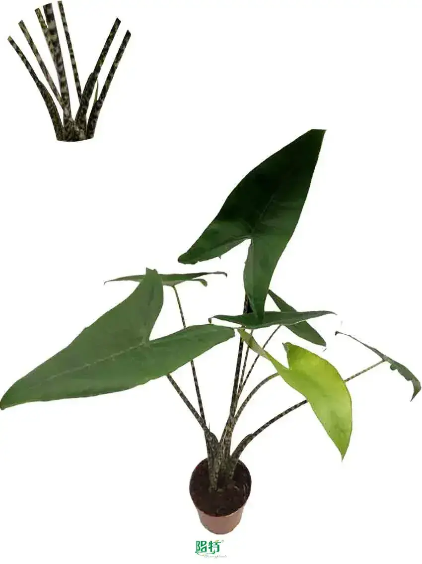 Alocasia Tigrina/Zebrina Stem Young Plants - High-End Technology & Superior Quality 1