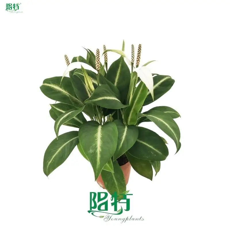 High-Tech Spathiphyllum Wallisii Wholesale 1