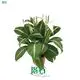 High-Tech Spathiphyllum Wallisii Wholesale 1