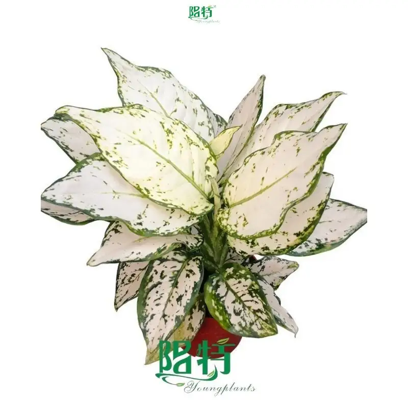 Aglaonema Silver Cosmetics Wrap: Vibrant Variegated Foliage 1