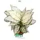 Aglaonema Silver Cosmetics Wrap: Vibrant Variegated Foliage 1