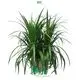 Dracaena Gold Cord Tray Plants: Import From China 1